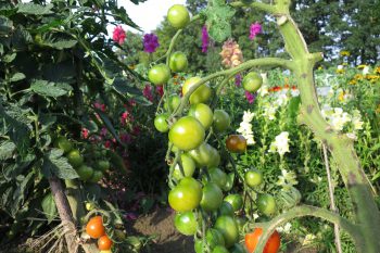 Tomaten im Juli