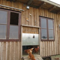Automatisierte Hühnerklappe seit Juni 2018