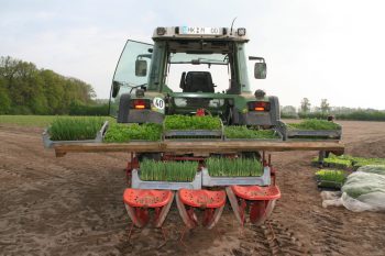 Setzlinge für die neue Saison