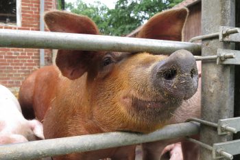 Schwein