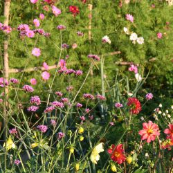 Kultgemüse Blumen