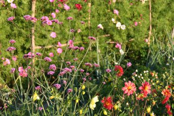 Kultgemüse Blumen