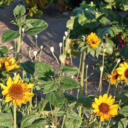 Kultgemüse Sonnenblumen