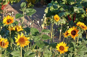 Kultgemüse Sonnenblumen