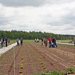 Kultgemüse Pflanzaktion