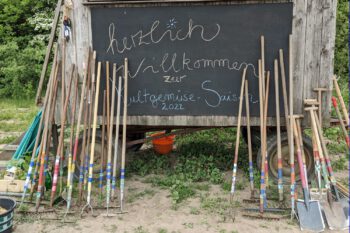 Kultgemüse